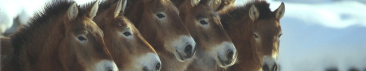 troupeau de takhi (chevaux de Przewalski)